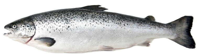 marinesas-fresh-fish-import-export-poisson-frais-salmon-saumon